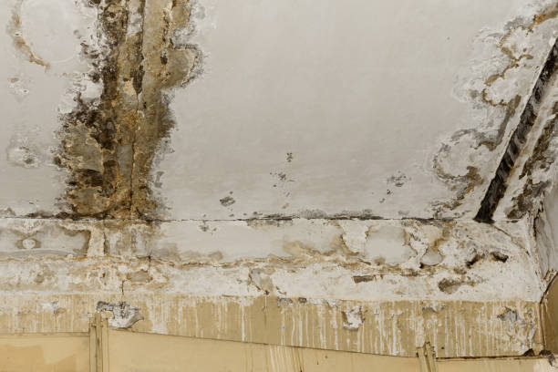 Environmental Consulting for Mold Prevention in Jarrell, TX